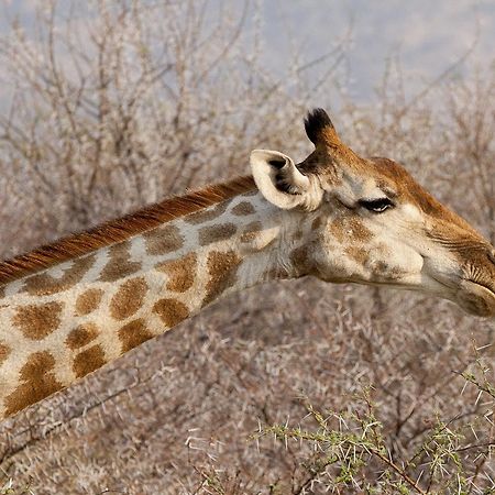 Gabus Game Ranch Villa Otavi Eksteriør bilde