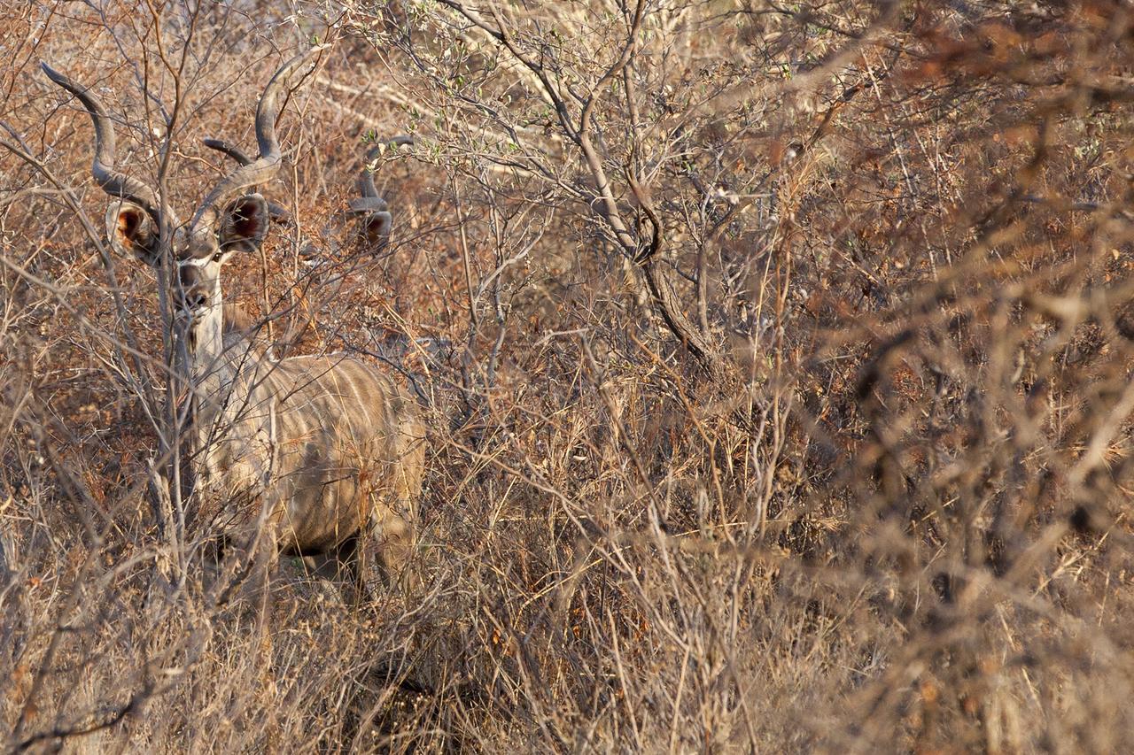 Gabus Game Ranch Villa Otavi Eksteriør bilde