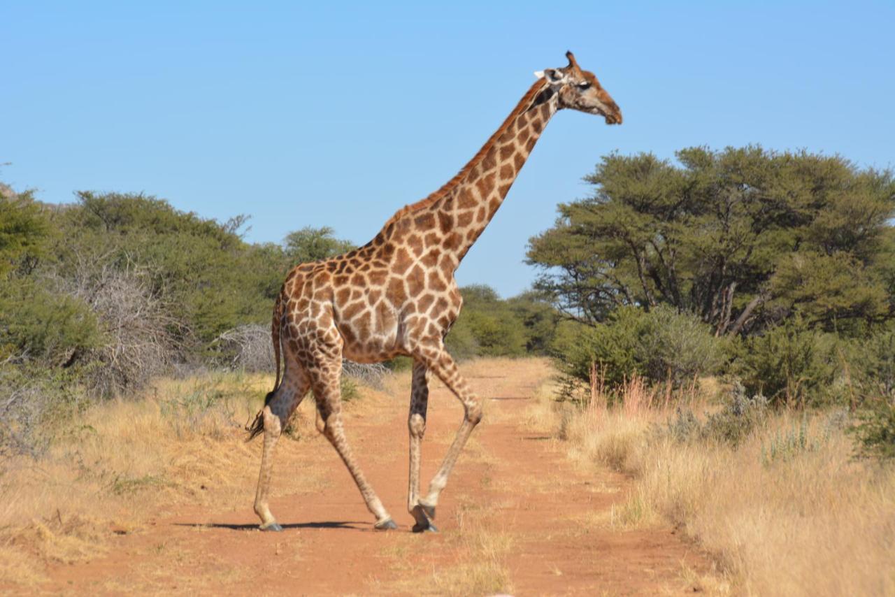 Gabus Game Ranch Villa Otavi Eksteriør bilde