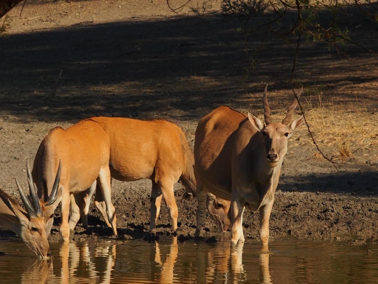 Gabus Game Ranch Villa Otavi Eksteriør bilde