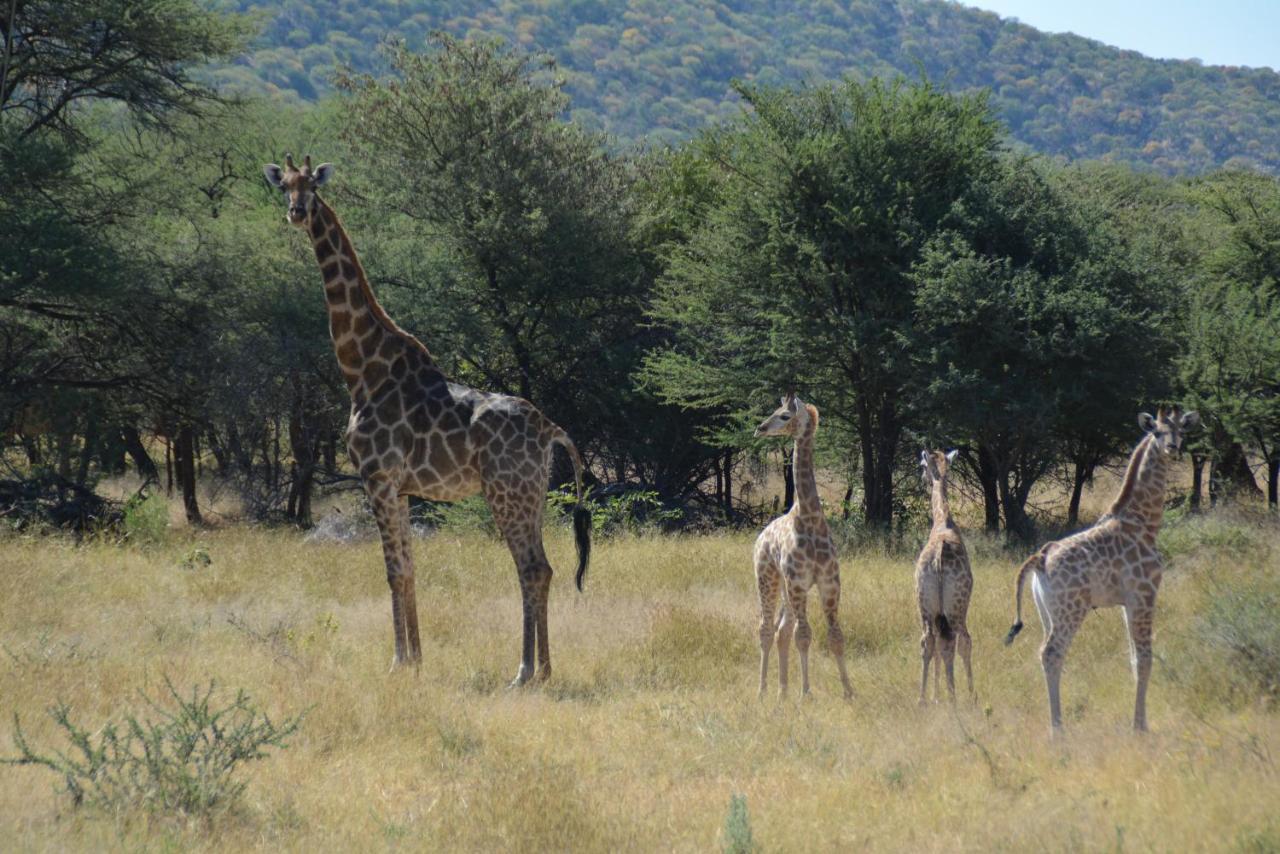 Gabus Game Ranch Villa Otavi Eksteriør bilde
