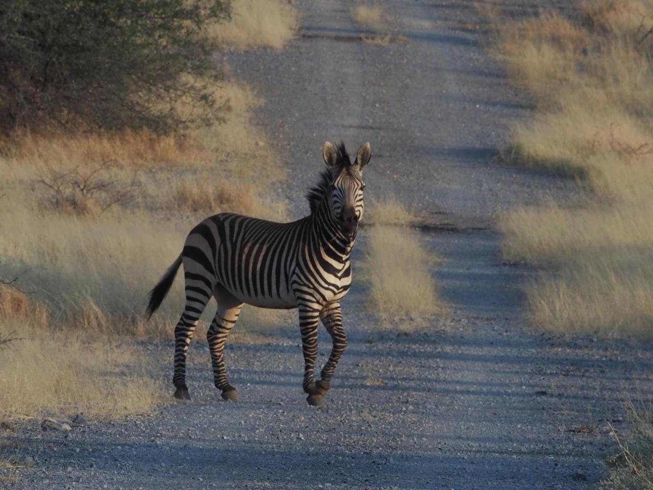 Gabus Game Ranch Villa Otavi Eksteriør bilde