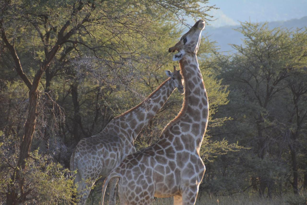Gabus Game Ranch Villa Otavi Eksteriør bilde