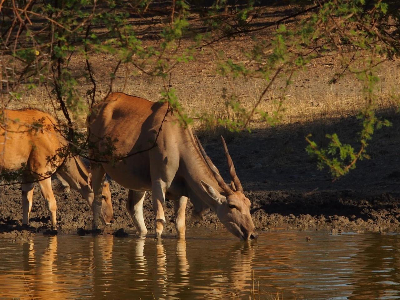 Gabus Game Ranch Villa Otavi Eksteriør bilde