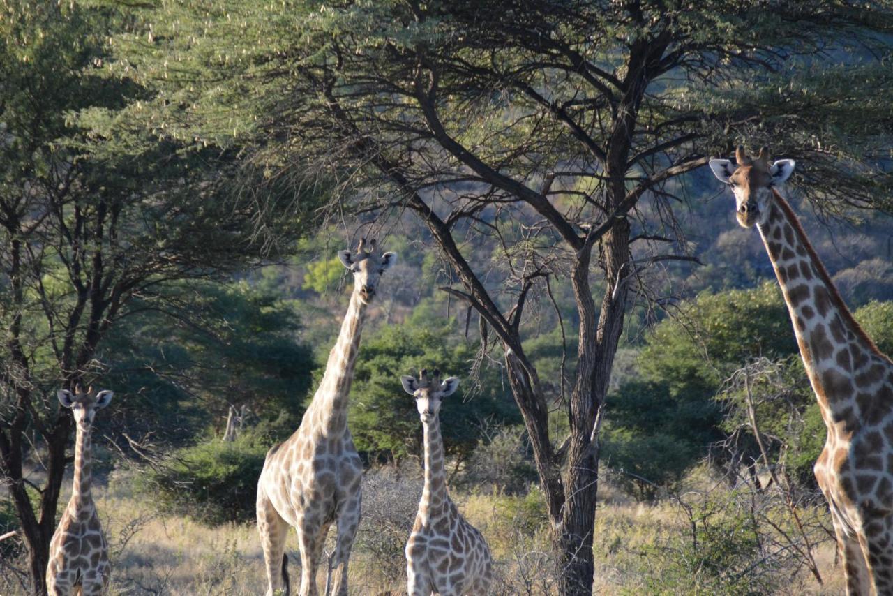 Gabus Game Ranch Villa Otavi Eksteriør bilde