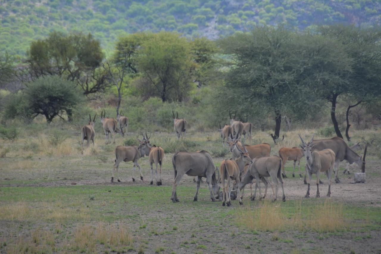 Gabus Game Ranch Villa Otavi Eksteriør bilde