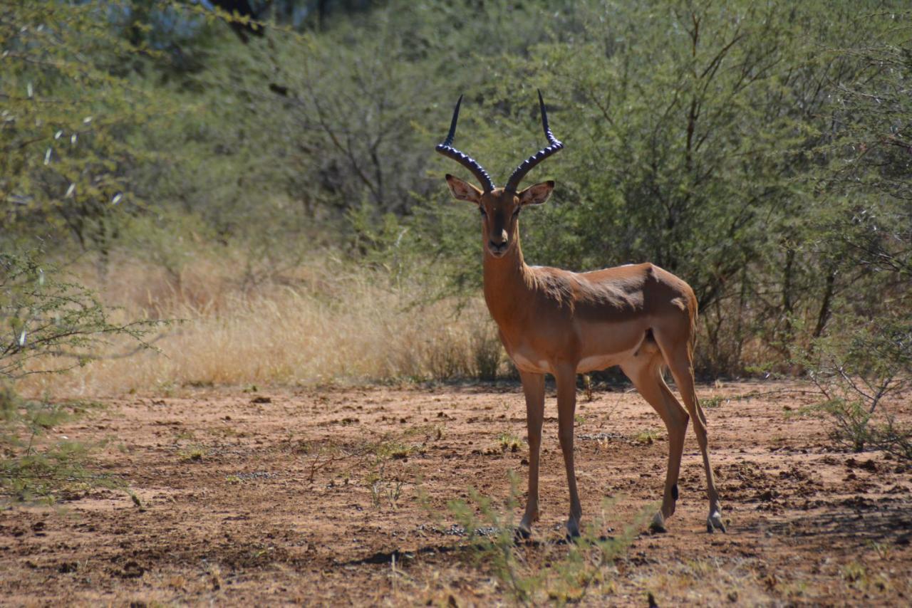 Gabus Game Ranch Villa Otavi Eksteriør bilde