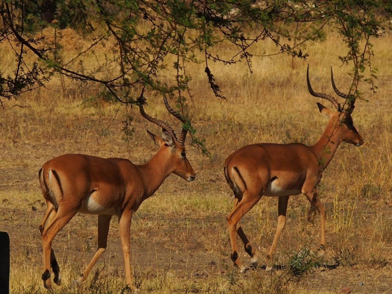 Gabus Game Ranch Villa Otavi Eksteriør bilde