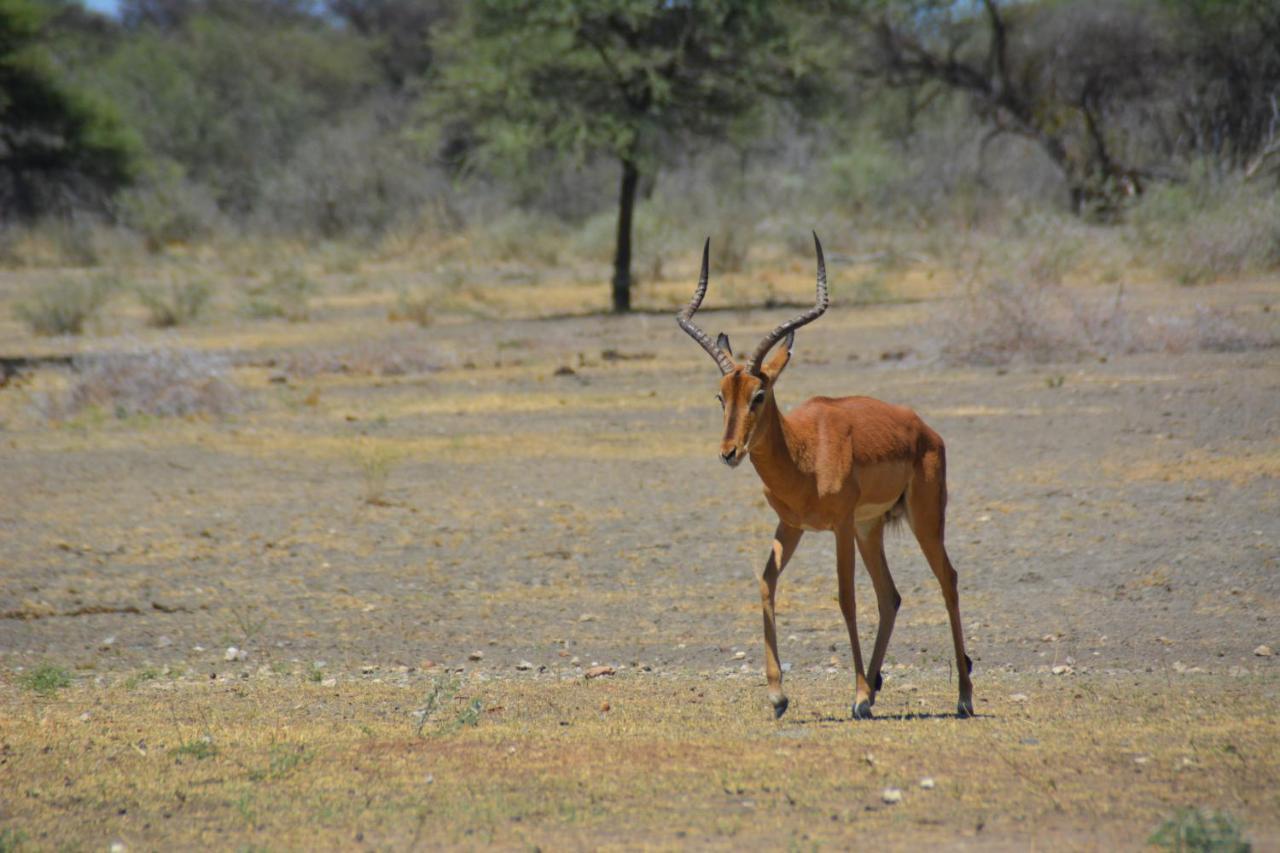 Gabus Game Ranch Villa Otavi Eksteriør bilde