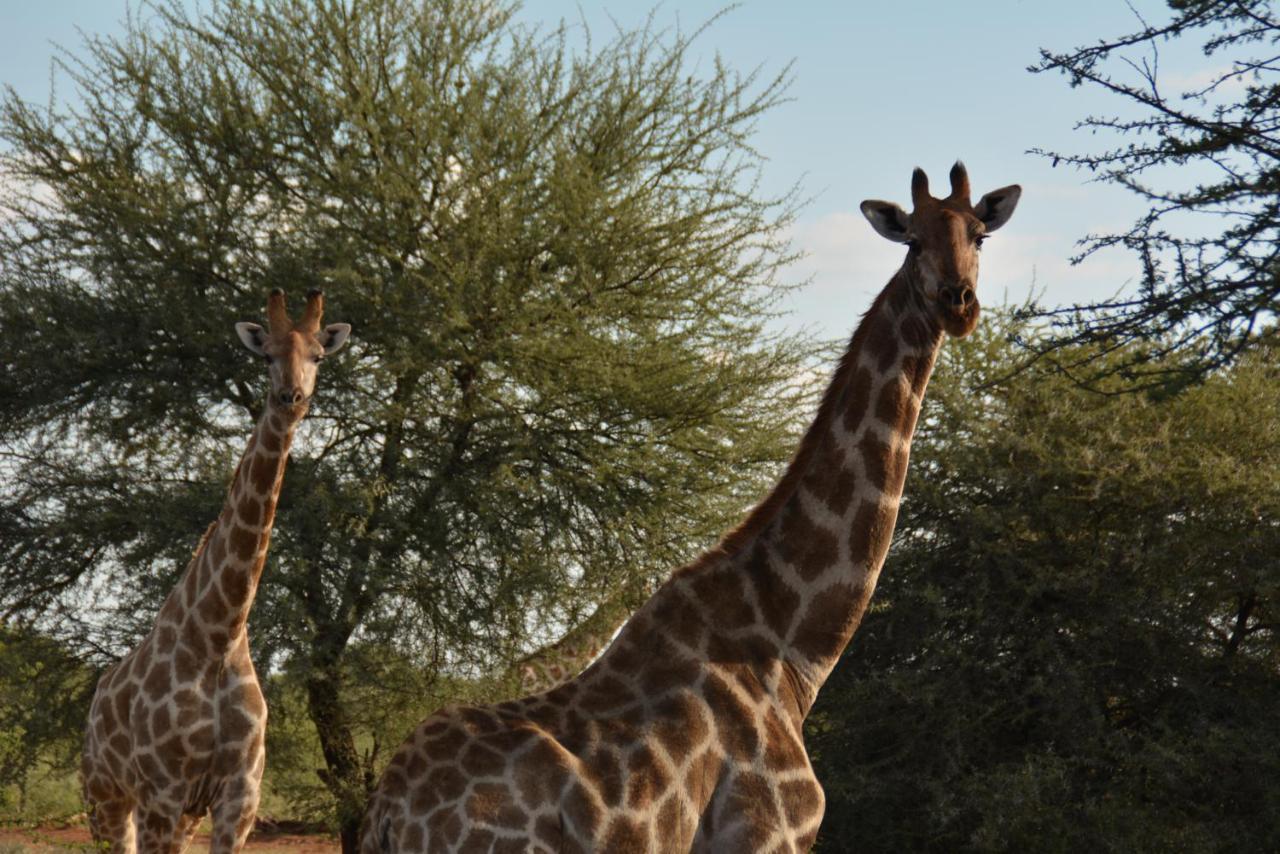 Gabus Game Ranch Villa Otavi Eksteriør bilde