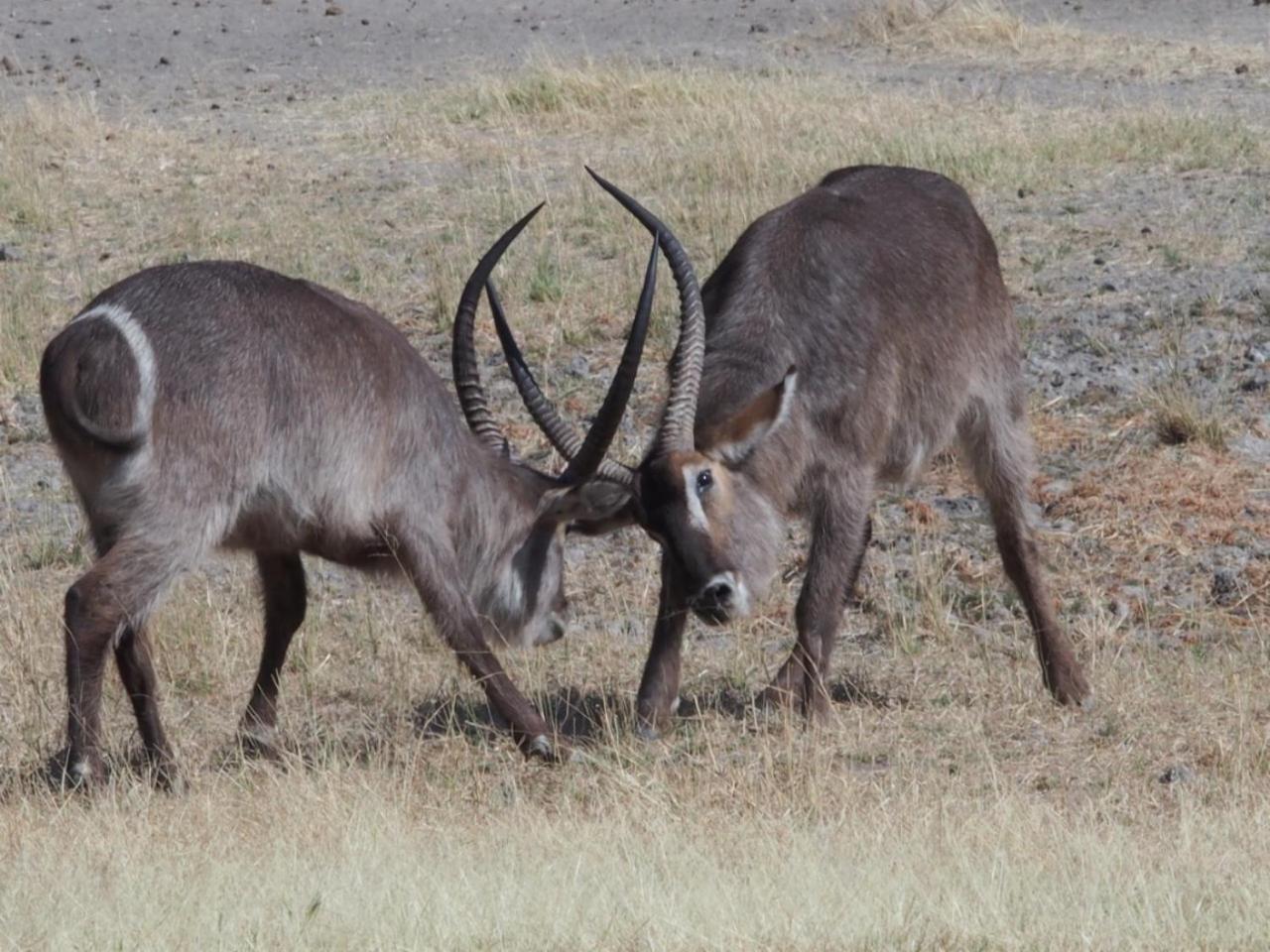 Gabus Game Ranch Villa Otavi Eksteriør bilde