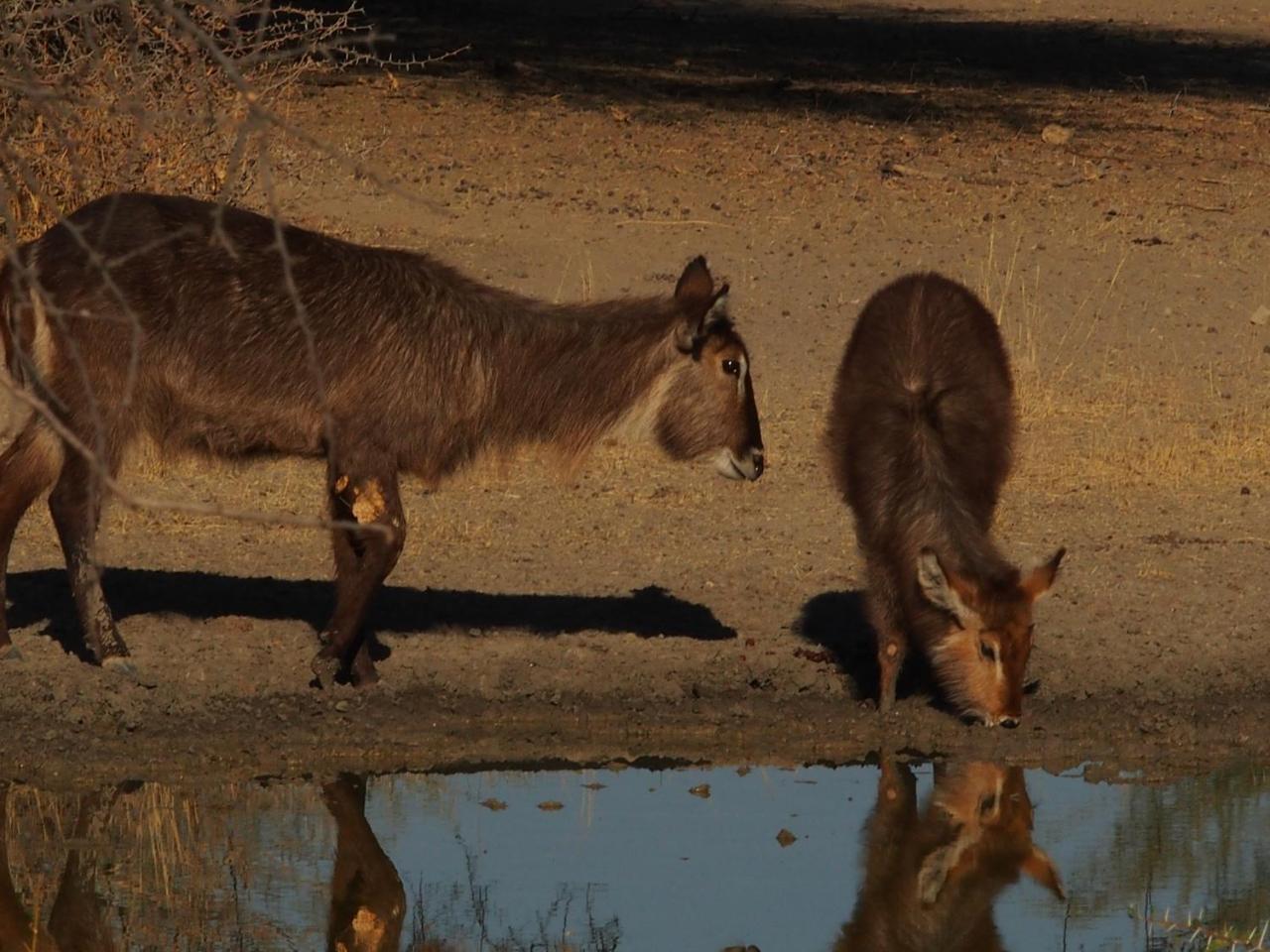 Gabus Game Ranch Villa Otavi Eksteriør bilde
