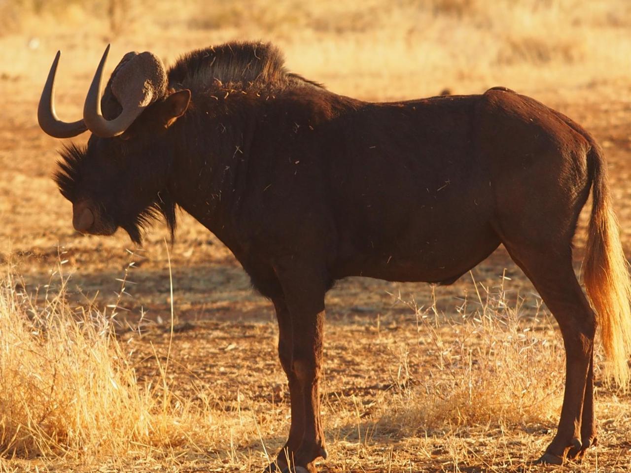 Gabus Game Ranch Villa Otavi Eksteriør bilde